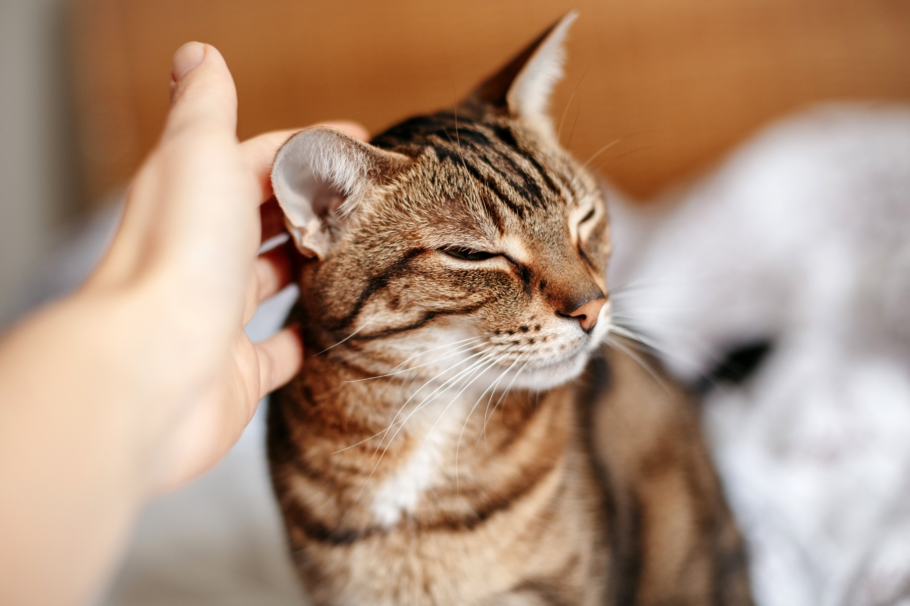 Man woman petting stroking tabby cat by hand. Relationship of ow